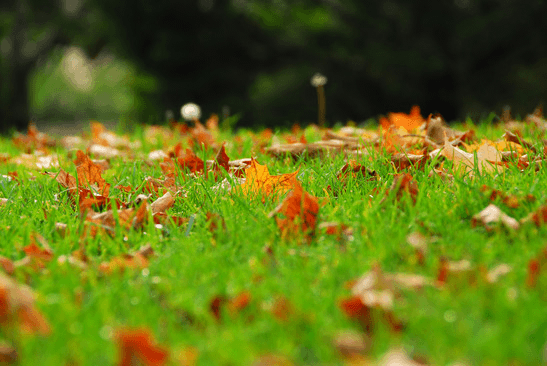 Rasenpflege im Herbst: Das Herbstlaub sollte regelmäßig vom Rasen entfernt werden.