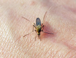 Mückenschutz – Was hilft gegen Mückenstiche? (Mückenschutz – Was hilft gegen Mückenstiche?)